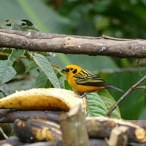 Golden Tanager
