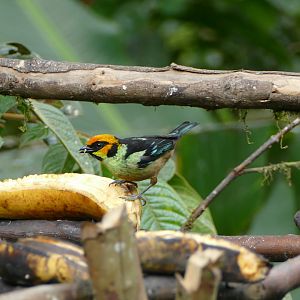 Yellow-faced Tanager