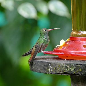 Rufous-tailed Hummingbird