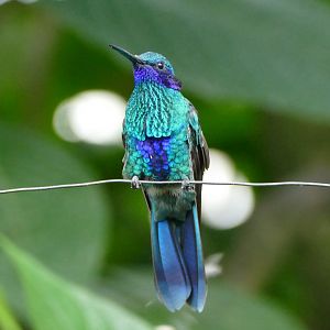 Sparkling Violet-ear