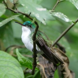 Andean Emerald