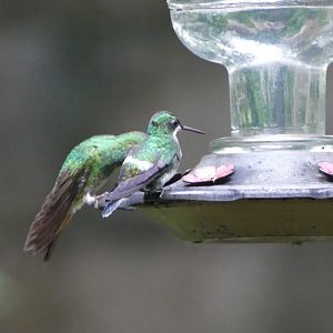 Green Thorntail female