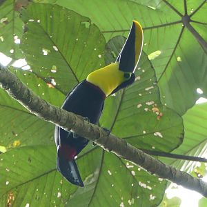 Yellow-throated Toucan