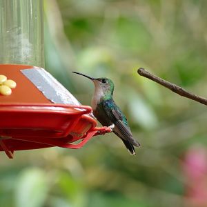 Crowned Woodnymph female