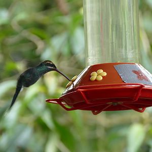 White-whiskered Hermit