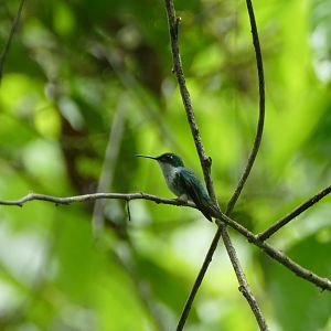 Booted Racket-tail female