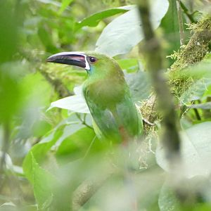Crimson-rumped Toucanet