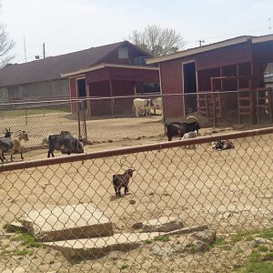 Livermon Park and Mini-Zoo Domestic goats and donkey