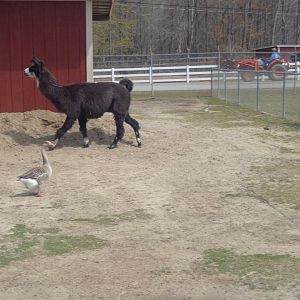 Livermon Park and Mini-Zoo Llama and Greylag goose