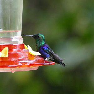 Crowned Woodnymph male