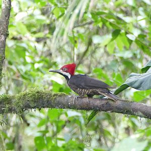 Guayaquil Woodpecker