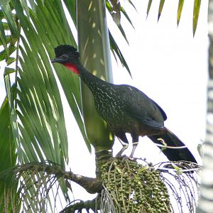 Crested Guan