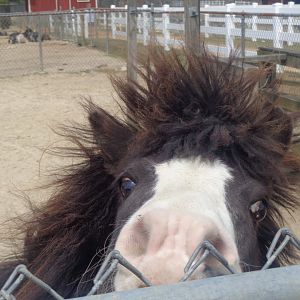 Livermon Park and Mini-Zoo Miniature pony
