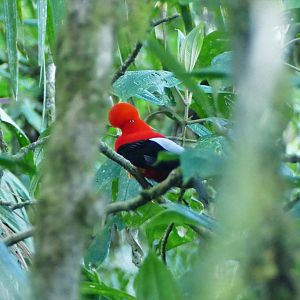Andean Cock-of-the-rock