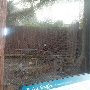 Bald eagle
