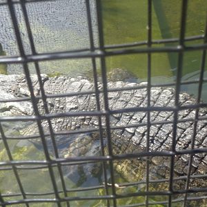 Siamese x Saltwater crocodile