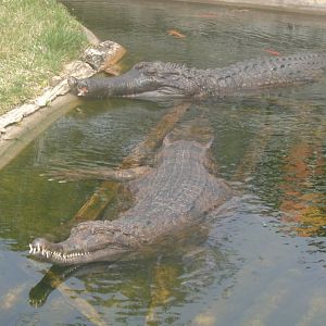 False gharials
