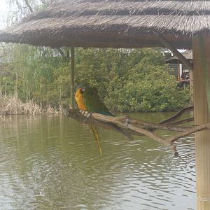 Blue-and gold and Military macaw