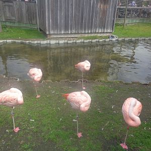 Chilean flamingos