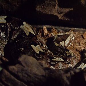 Rhinoceros viper