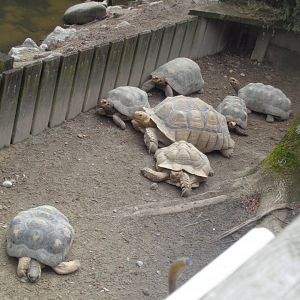 African spurred and Red-footed tortoises