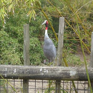 Sarus crane