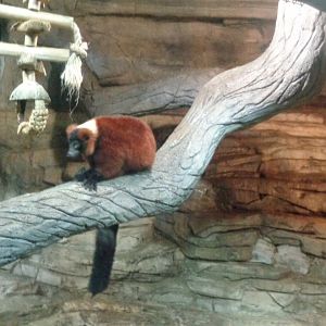 Red ruffed lemur