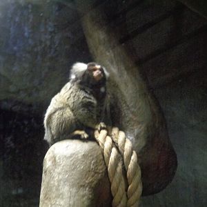 Common marmoset