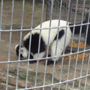 Black-and-white ruffed lemur
