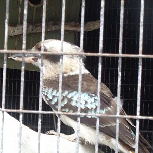 Laughing kookaburra