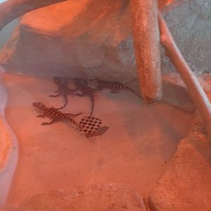 Baby American alligators