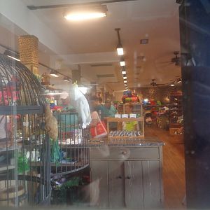 Sulphur-crested cockatoo