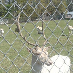 White Fallow deer
