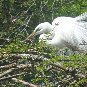 Great egret