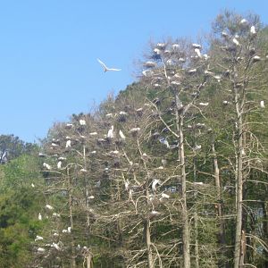 Egret rookery
