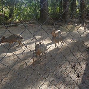 Patagonian cavies