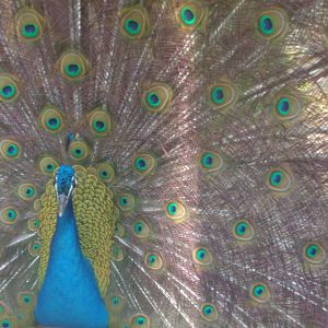 Indian peafowl