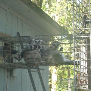Ring-tailed lemurs