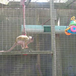 Squirrel monkey