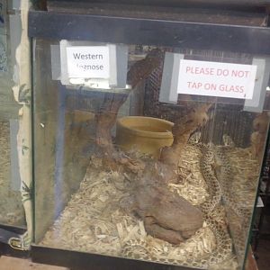 Western hognose snake