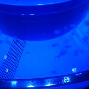 Moon jelly touch tank