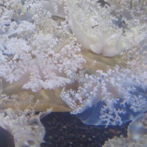 Upside-down jellyfish