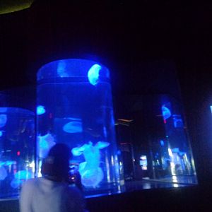 Jellyfish tanks