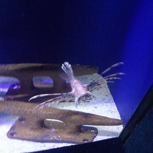Lionfish