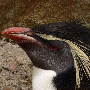 Northern Rockhopper