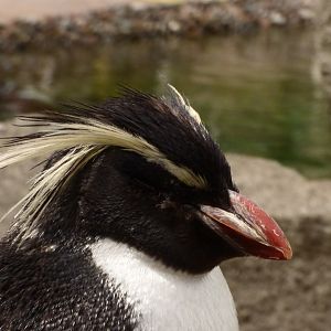 Nothern Rockhopper