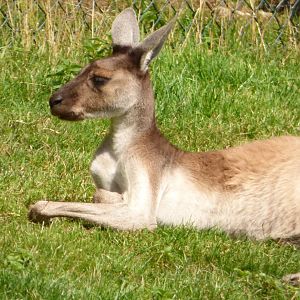 Western Grey Kangaroo