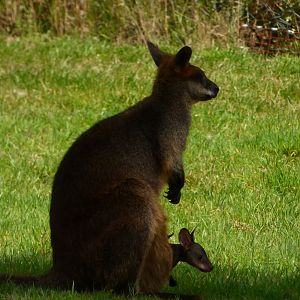 Swamp Wallabies