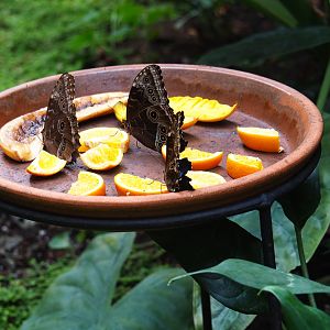 Blue morphos on fruit