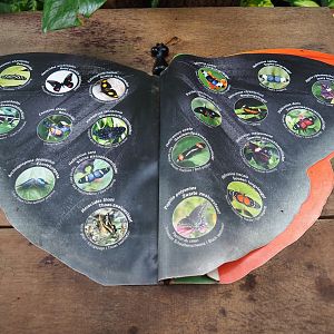 Butterfly book